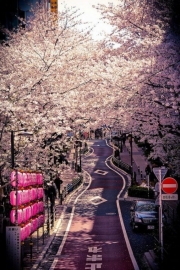 I just hope that love in this life will bloom in the cherry blossoms. Beautiful artistic conception pictures