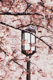 Meet in the season when cherry blossoms bloom. Beautiful artistic conception pictures