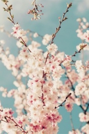 My favorite cherry blossoms Japanese aesthetic pictures of flowers