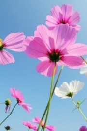Cosmos blooming in spring, beautiful pictures of flowers