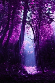 Those dreamy colorful trees, colorful and beautiful pictures