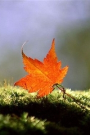You love the colors of autumn, and you love the beauty of maple leaves even more. Beautiful pictures of maple leaves
