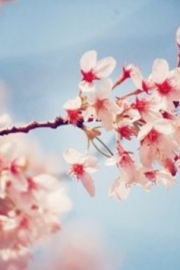 That lonely cherry blossom rain beautiful pictures of flowers