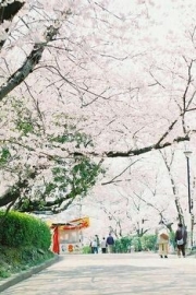 Sakura petals, please dont walk away. Beautiful pictures of flowers.