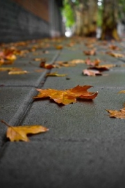 Maple leaves all over the ground beautiful artistic conception pictures