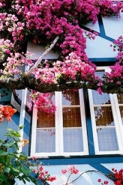 Beautiful pictures of a town full of flowers