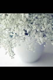 More than just a supporting role, a collection of pictures of the beautiful artistic conception of Gypsophila