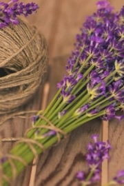 Lavender trip in Provence Beautiful pictures of flowers