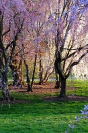 Beautiful pictures of cherry blossoms scattered like this tree