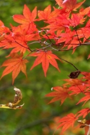 The yellow color of maple leaves warms your heart. Beautiful pictures of autumn scenery.