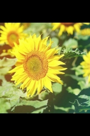 Sunflowers bring people the dawn of hope. Pictures of beautiful flowers