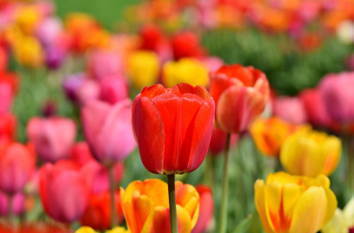 Warmly open picture of red tulips