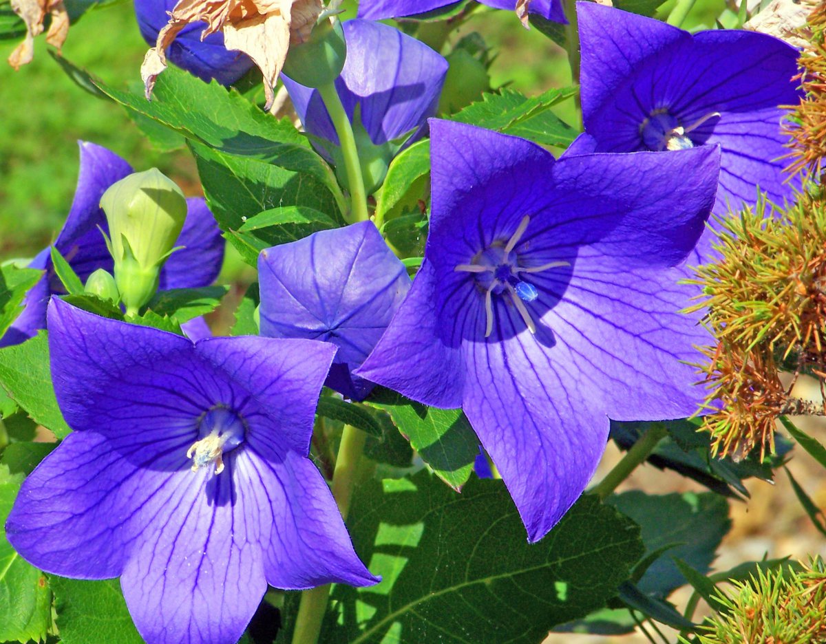 Pictures of blooming purple platycodon flowers