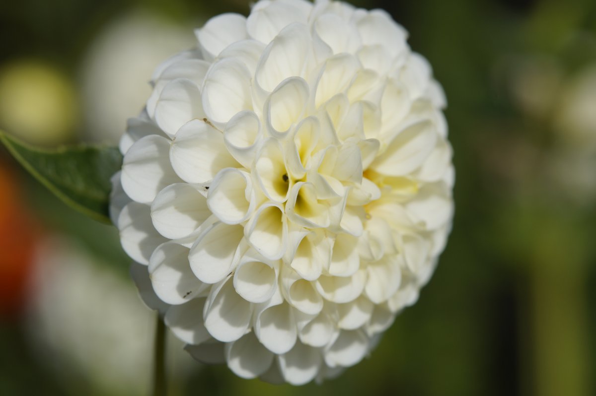 Pictures of dahlias in various colors
