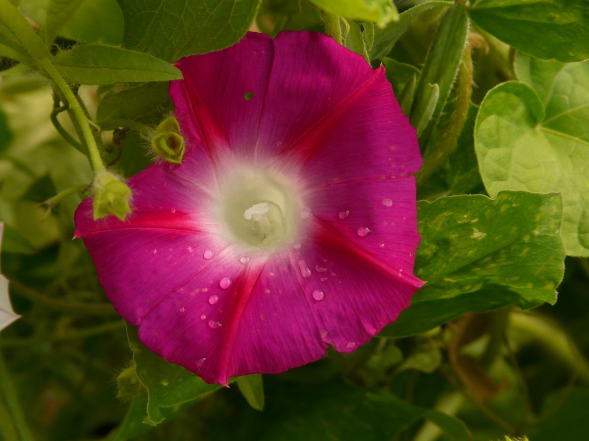 Colorful morning glory pictures