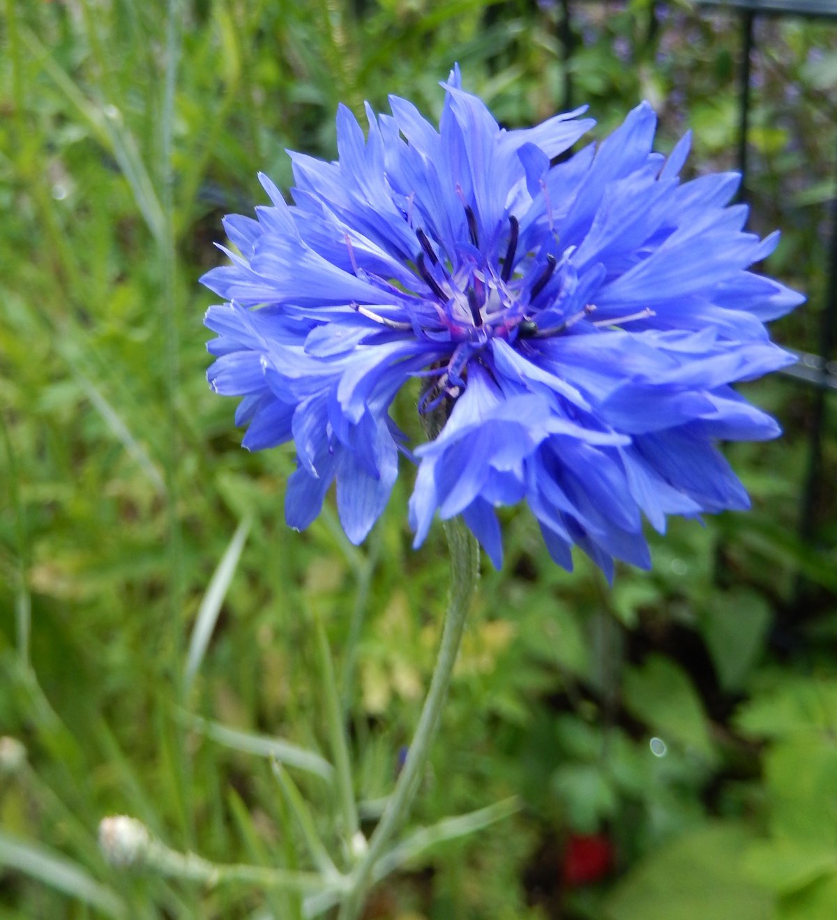blue cornflower pictures
