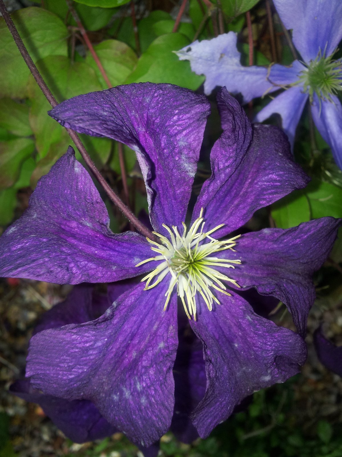 Purple clematis pictures