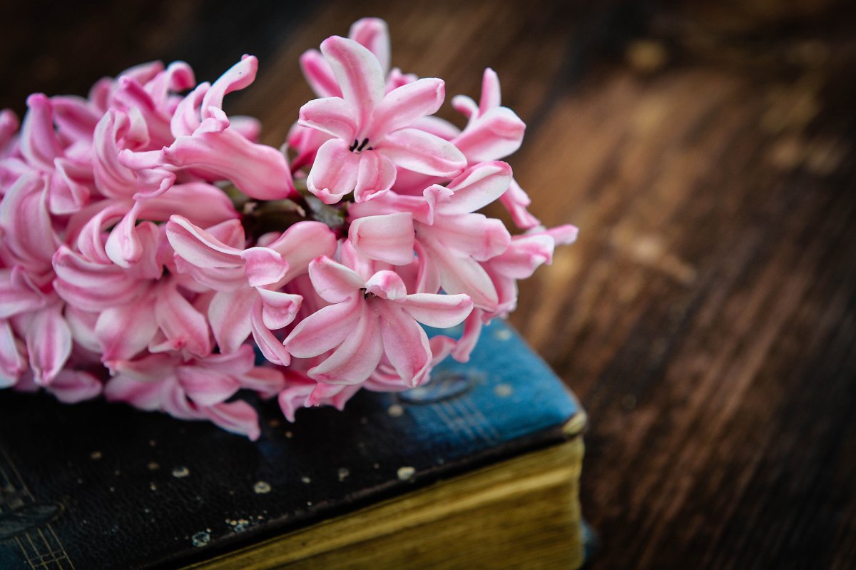 pink hyacinth pictures