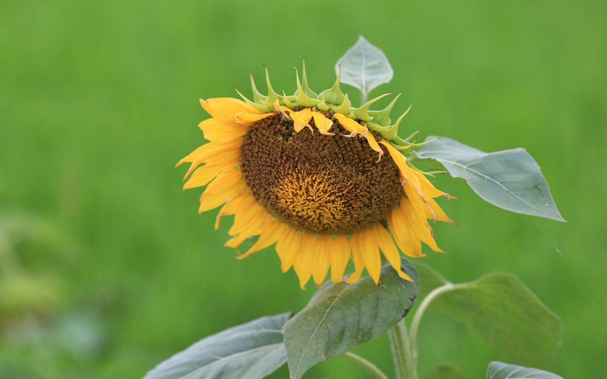 Beautiful eye-protecting sunflower pictures