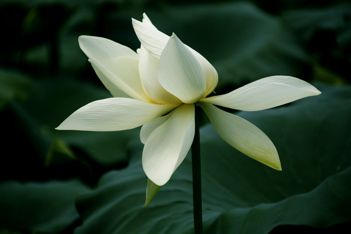 Elegant and beautiful lotus pictures