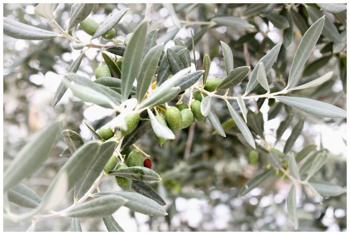Olives on a branch