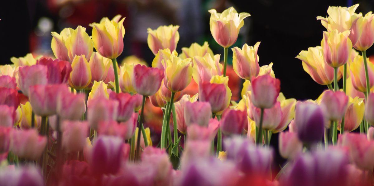 Beautiful tulip flowers pictures