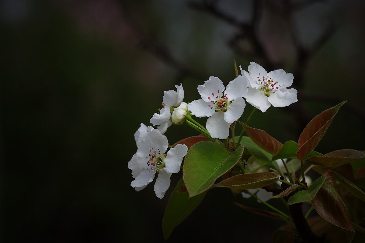 White pear blossom HD pictures