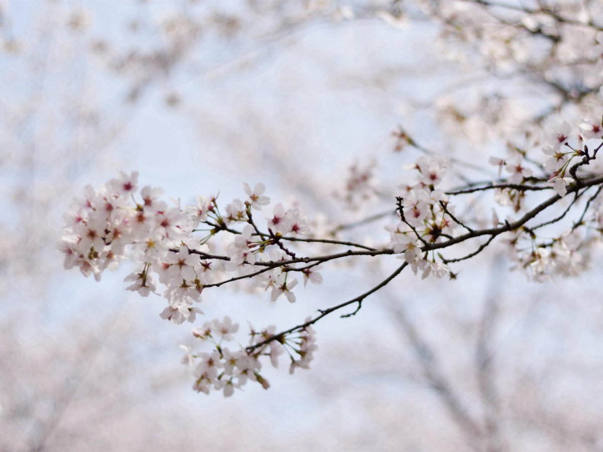 Spring cherry blossom HD pictures