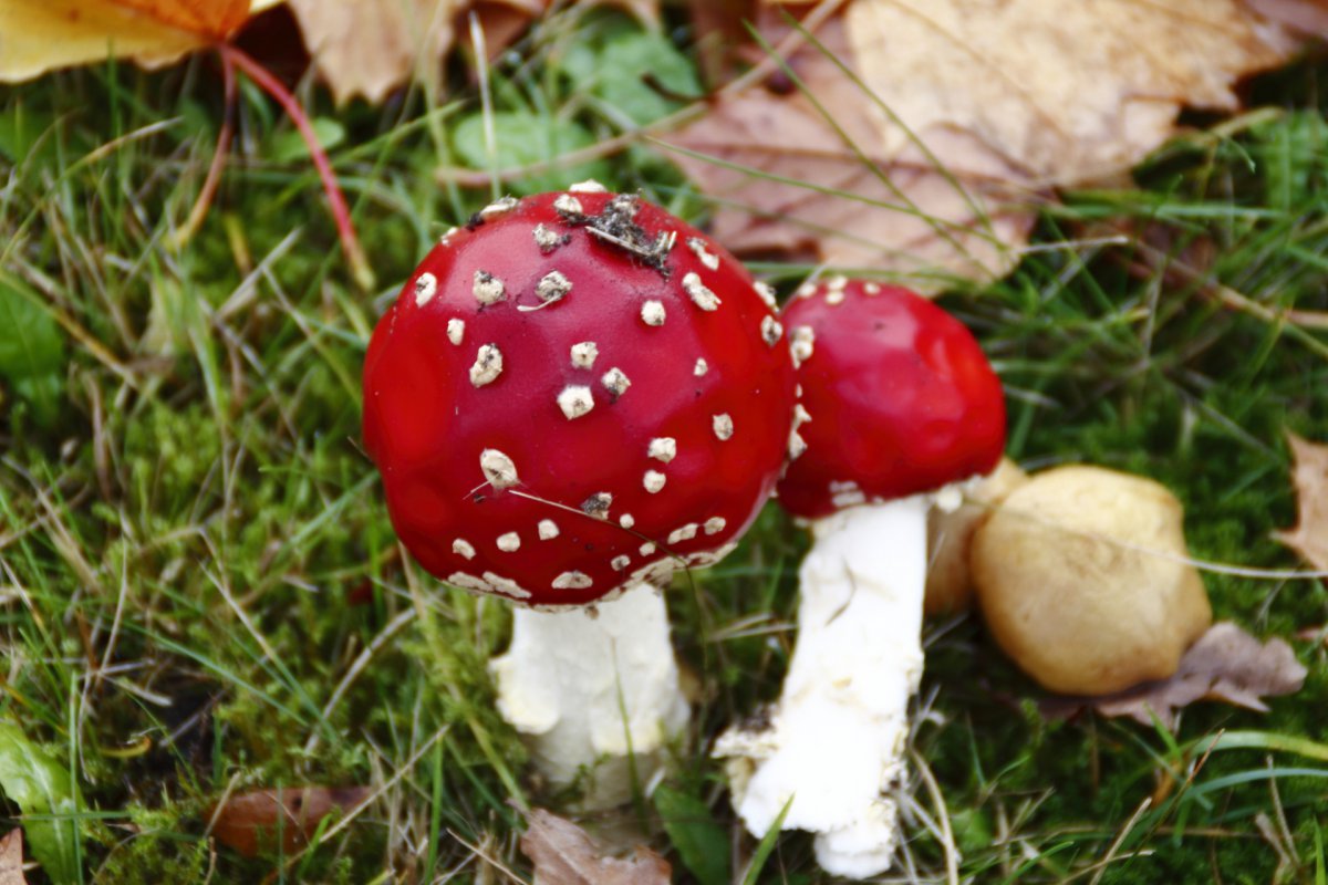 Red mushroom HD pictures