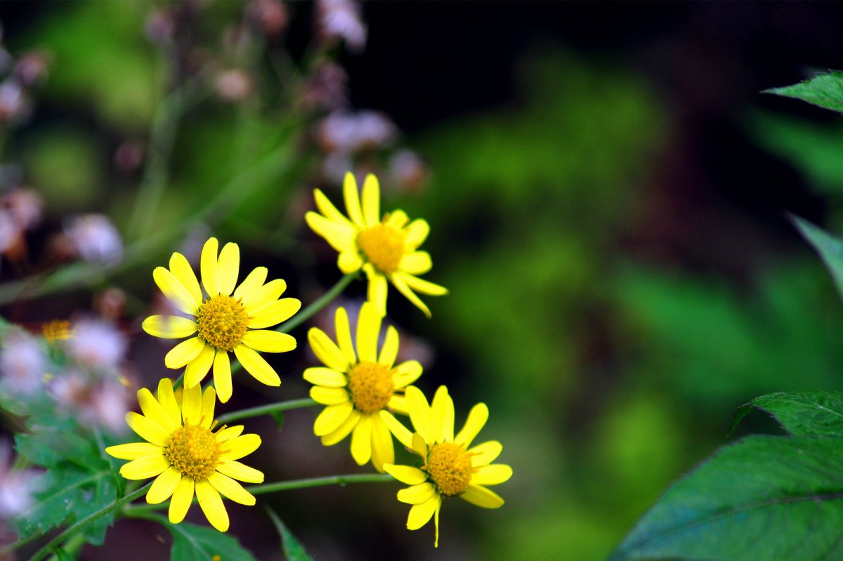 Yellow small wild chrysanthemum HD pictures