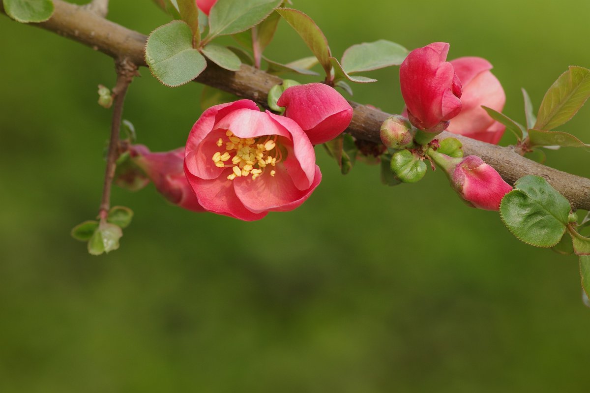 HD pictures of Begonia flowers with stems