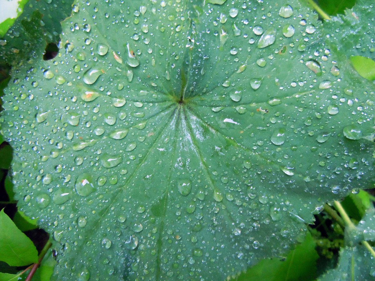Picture of small water droplets on green leaves