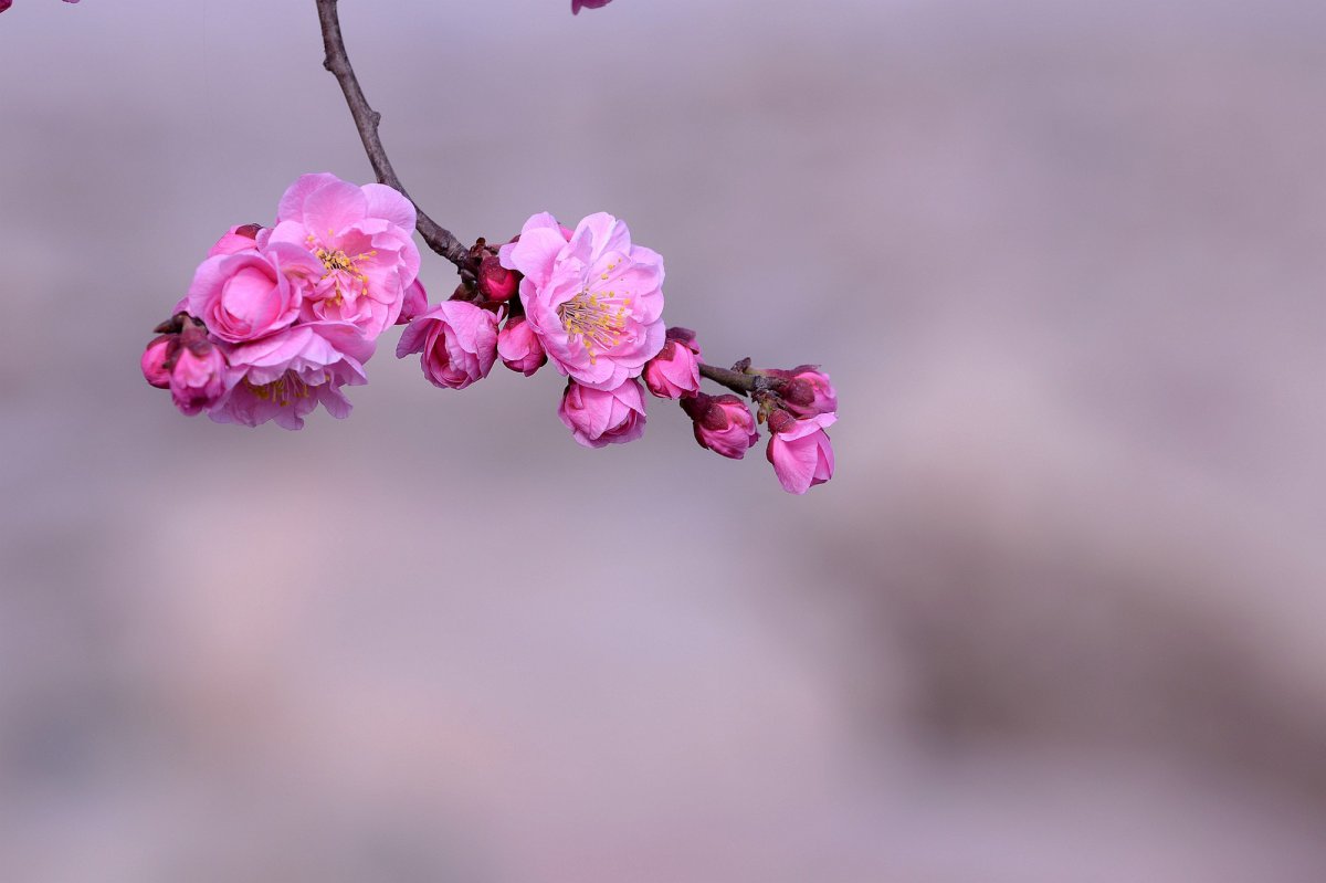 Red plum blossom HD pictures