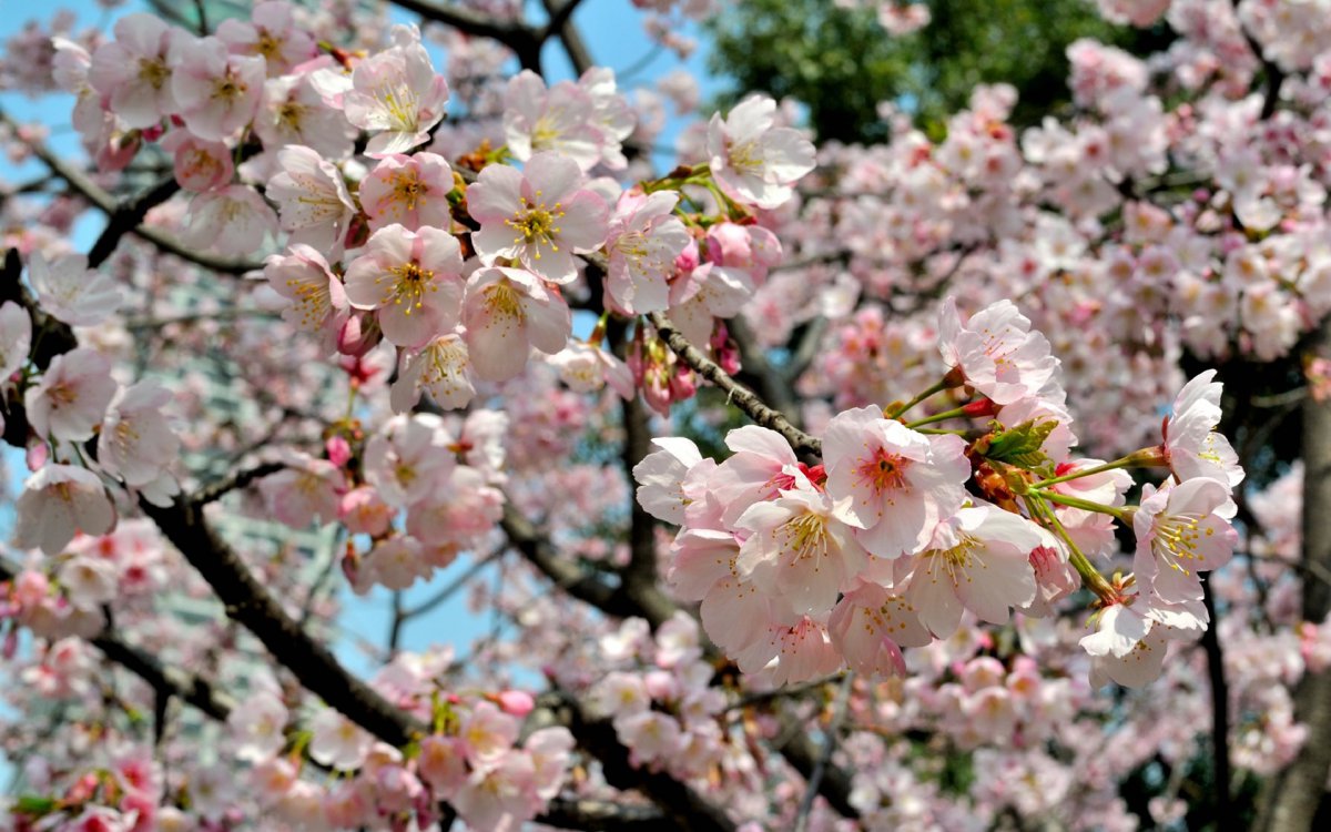Pink cherry blossom HD pictures