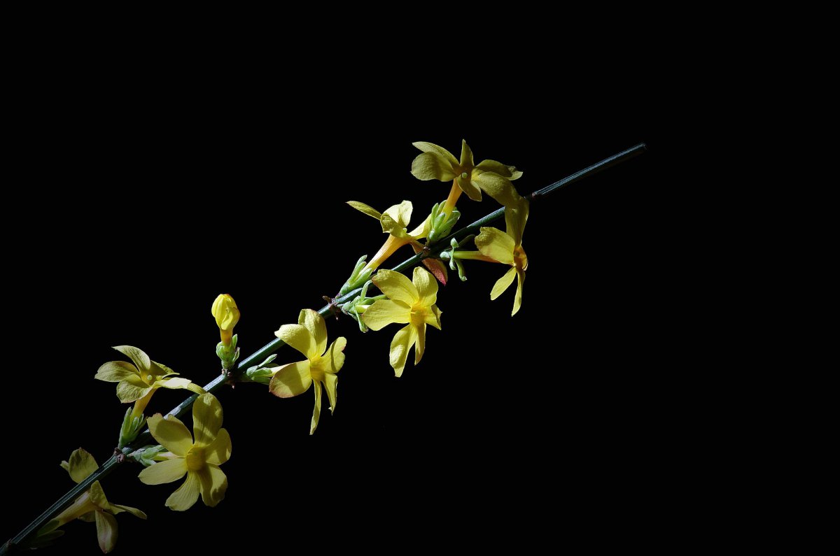 Yellow jasmine flowers HD pictures