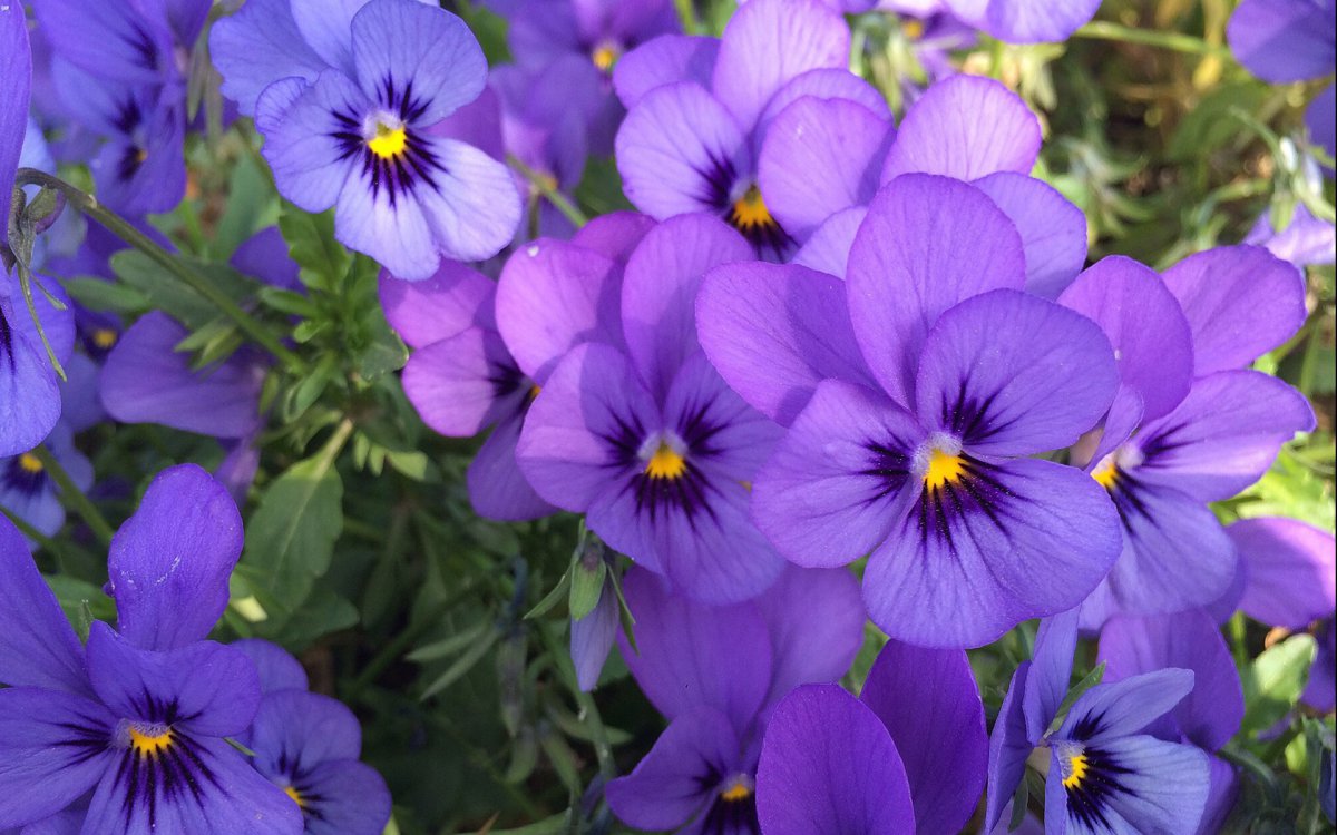 Purple pansy HD pictures