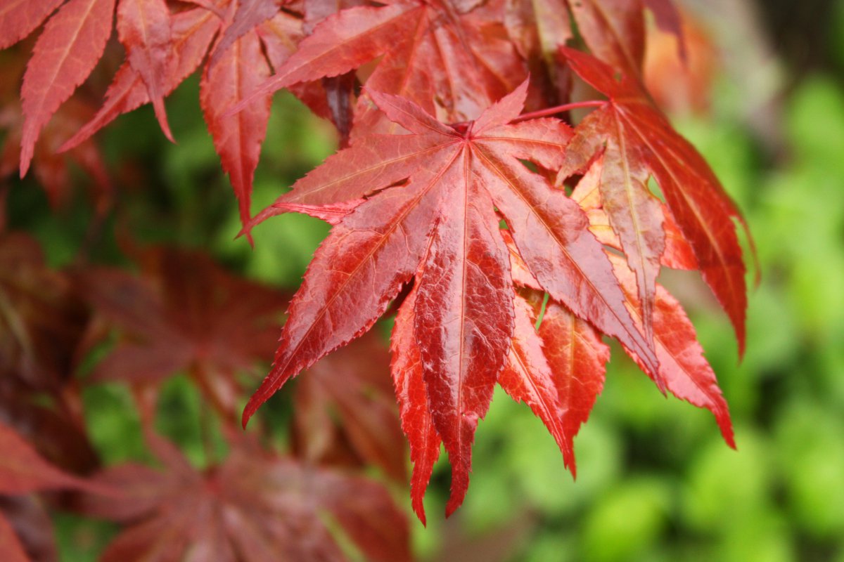 HD pictures of red maple leaves