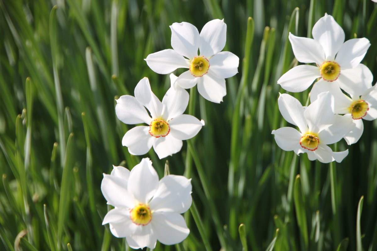Beautiful narcissus pictures