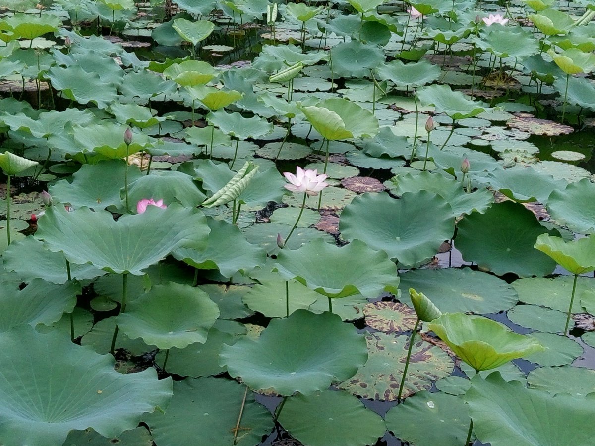 Green and fresh lotus leaf pictures