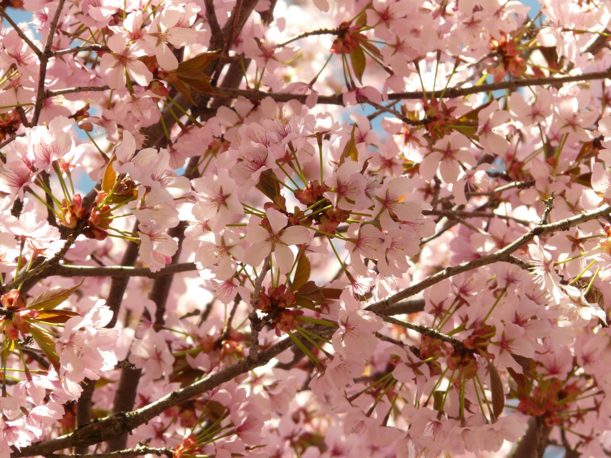 Pink cherry blossom pictures