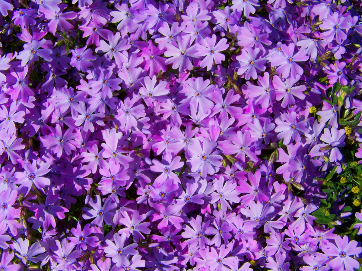 Beautiful purple lilac flower pictures
