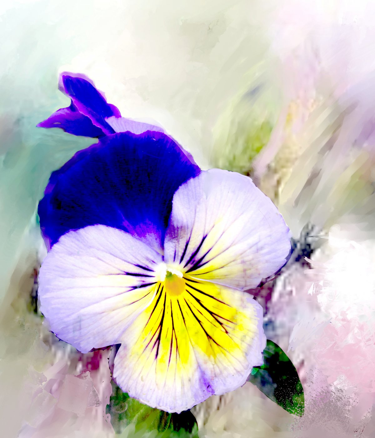 Beautiful pansy pictures