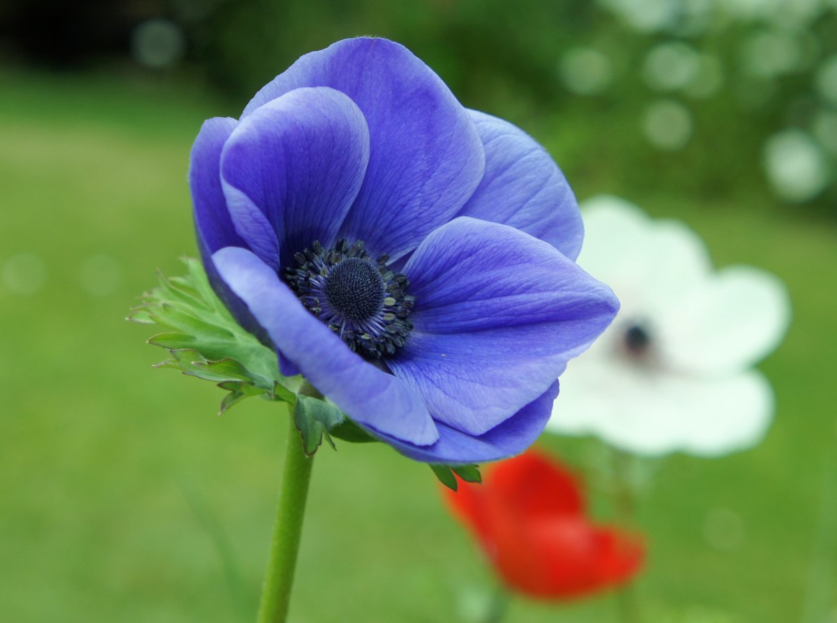 Beautiful anemone pictures