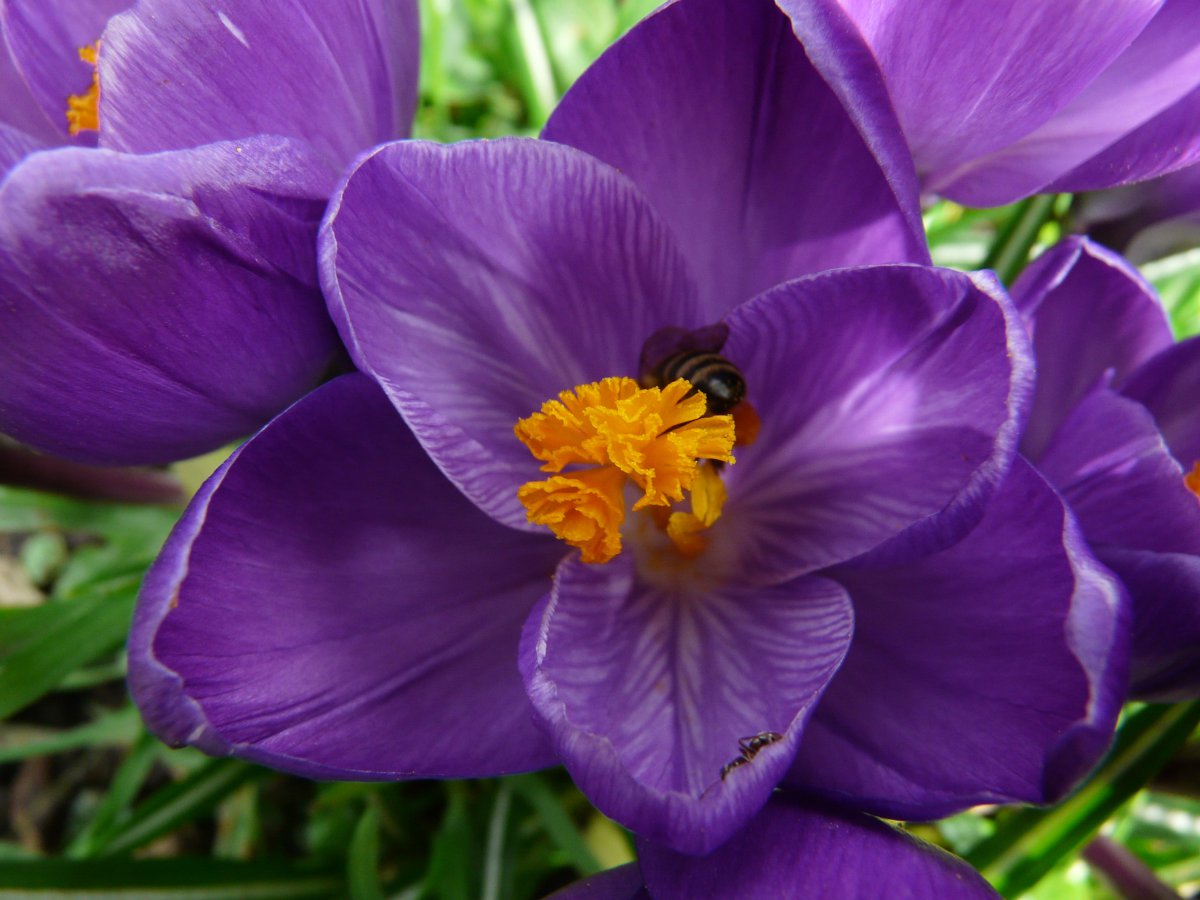 Purple saffron HD pictures