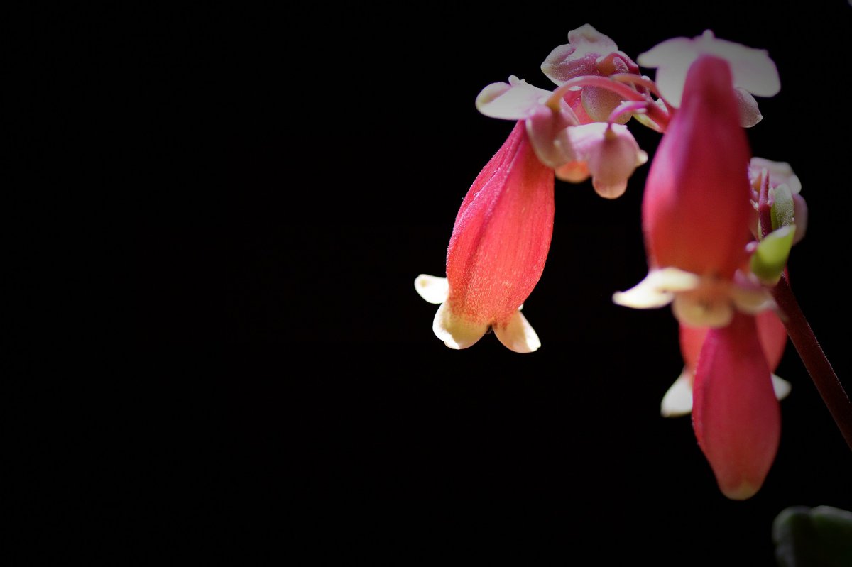 Palace lantern longevity flower HD picture