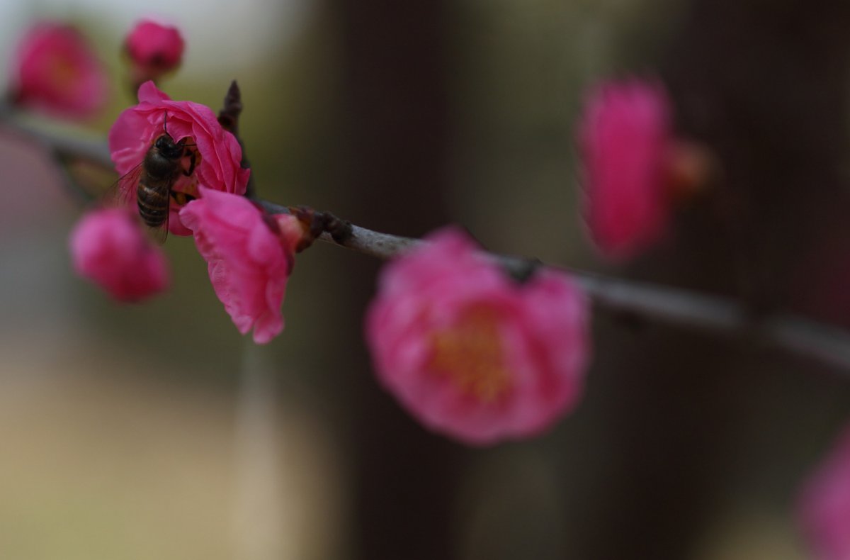 Pink plum blossom HD pictures