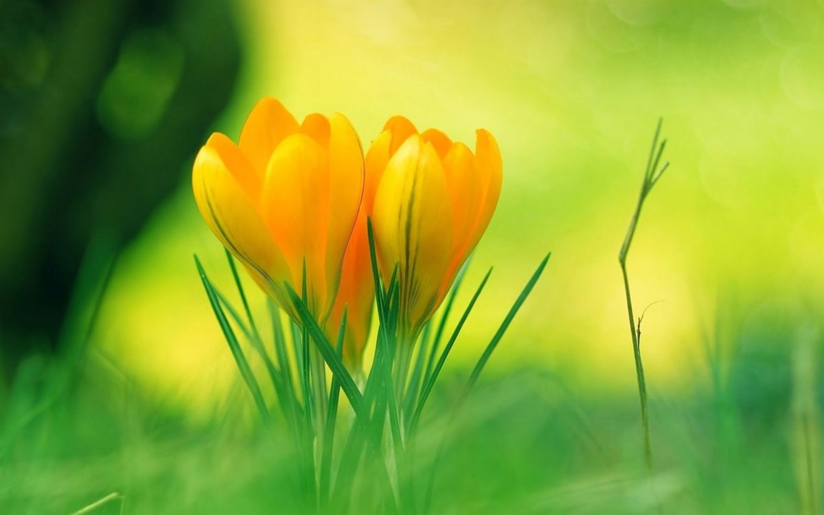 Yellow crocus HD picture