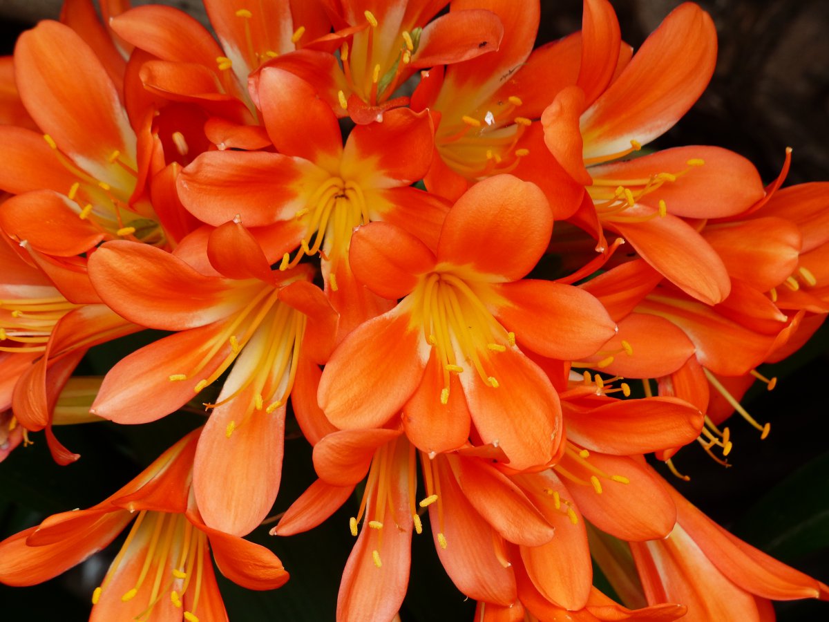 Beautiful Clivia pictures