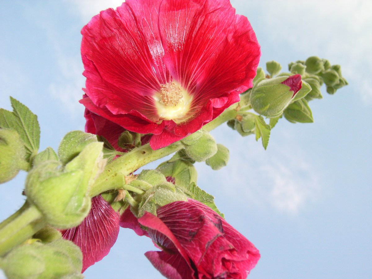 Colorful hollyhock pictures