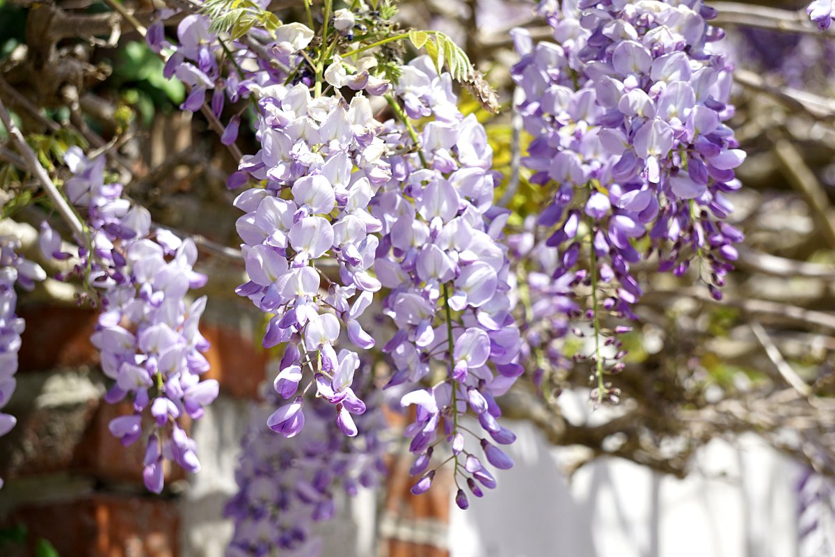 Fresh wisteria flower pictures
